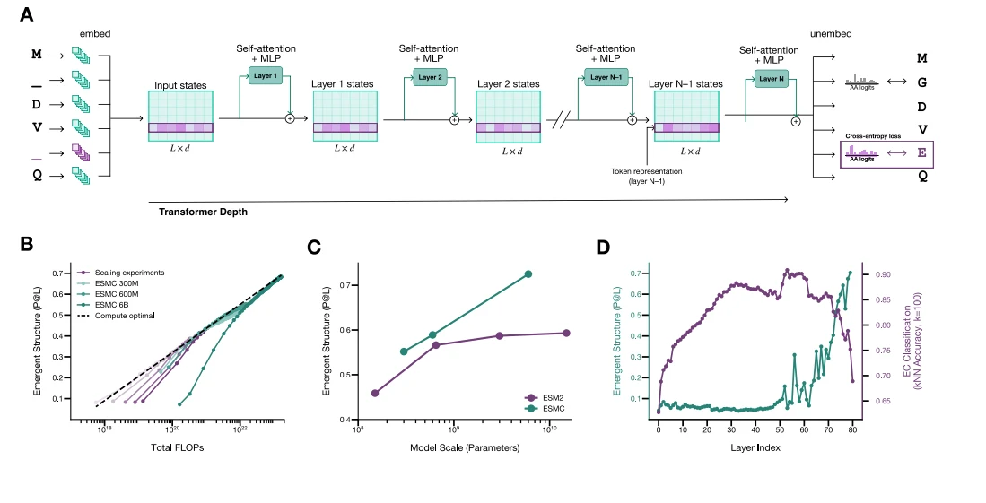 Figure 1 from Language Modeling Materializes a World Model of Protein Biology