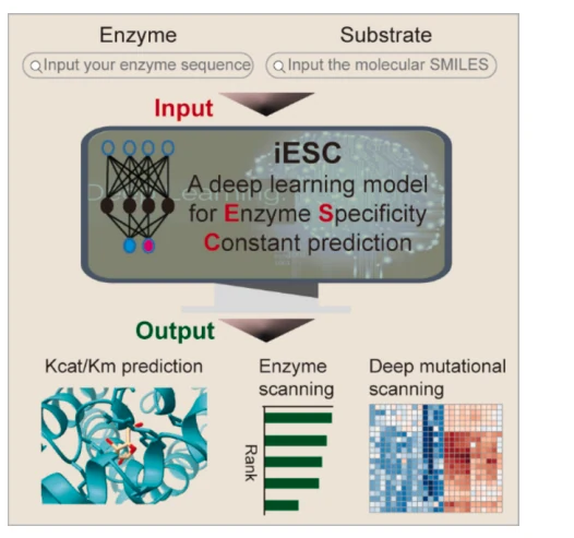 Graphical abstract from Accurate enzyme specificity constant prediction with iESC