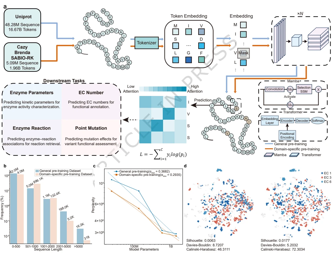 Figure 1 from An enzyme-specific protein language model for catalytic property prediction