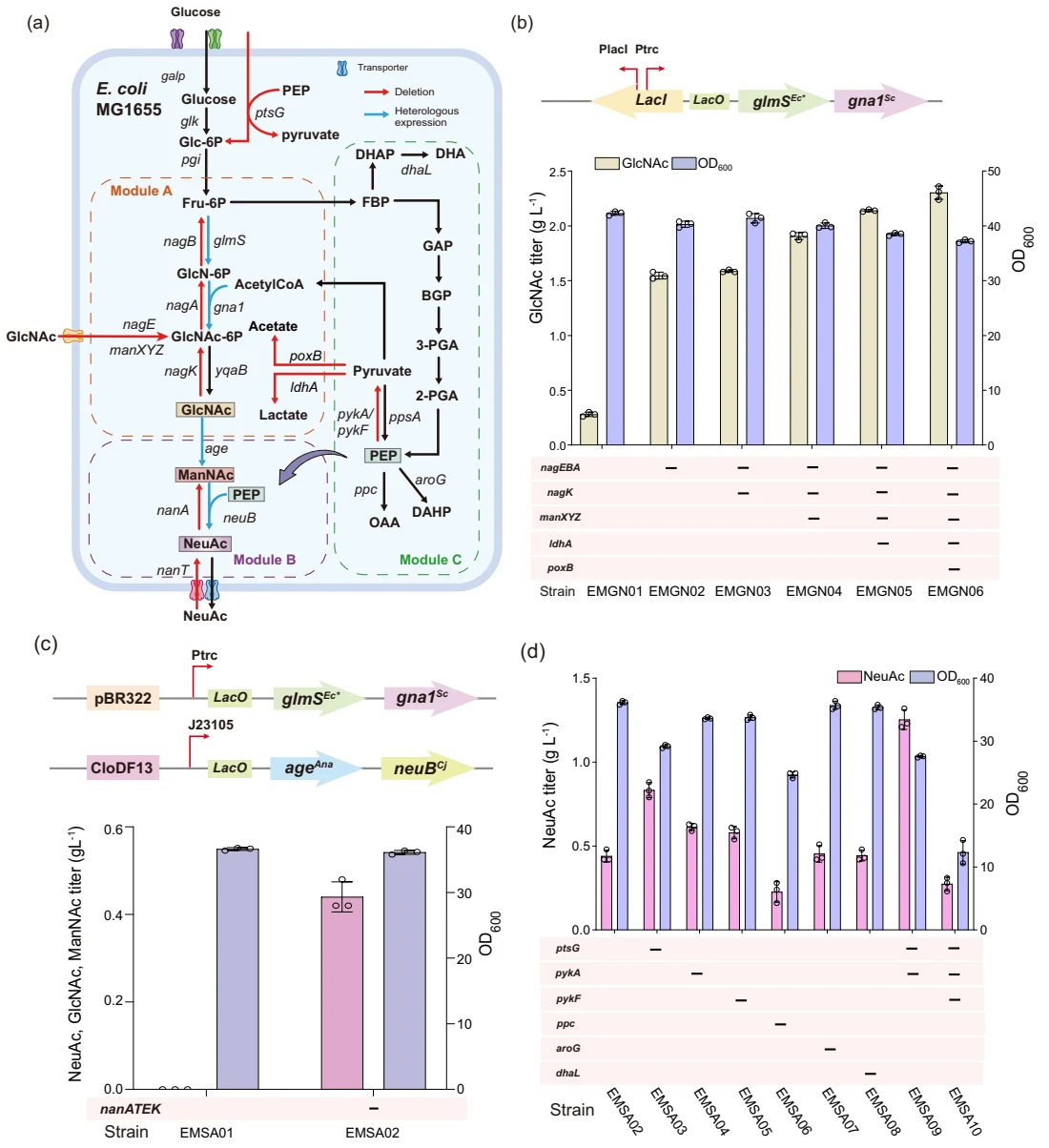 Figure 1 from Metabolic engineering and deep learning-driven protein engineering for N-Acetylneuraminic acid biosynthesis in Escherichia coli: Complete four-panel Figure 1 with a metabolic pathway schematic, genetic diagrams, and production comparisons.