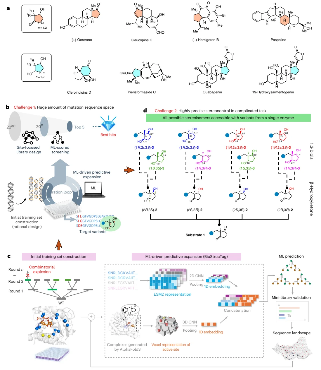 Figure 1 from Access to all stereoisomers of chiral alcohols with multiple stereocentres enabled by machine learning-empowered protein engineering