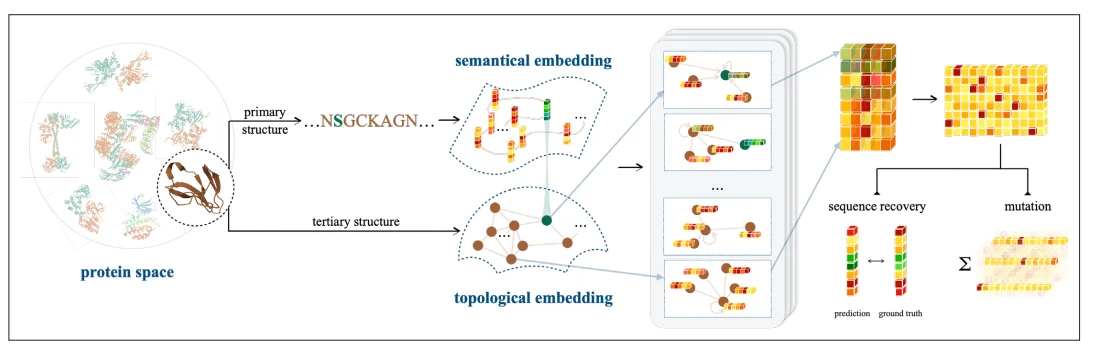 Figure 1 from Semantical and geometrical protein encoding toward enhanced bioactivity and thermostability