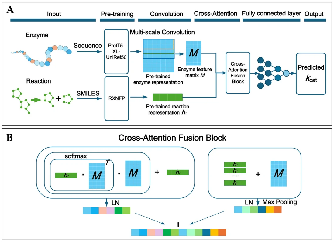 Figure 1 from Predicting Enzyme Turnover Numbers and Enabling Rational Enzyme Evolution