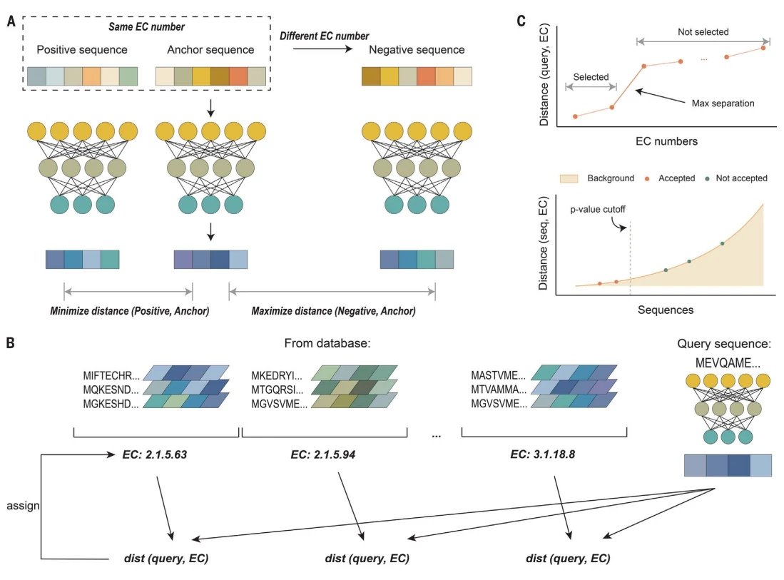 Figure 1 from Enzyme function prediction using contrastive learning