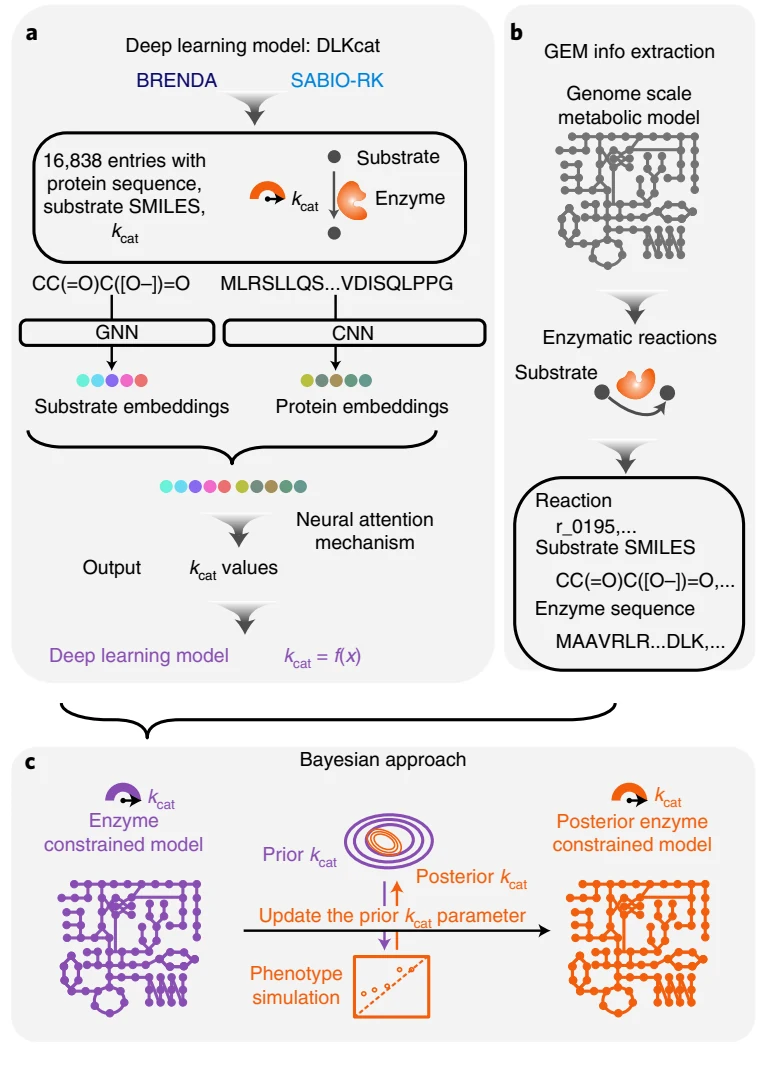 Figure 1 from Deep learning-based kcat prediction enables improved enzyme-constrained model reconstruction