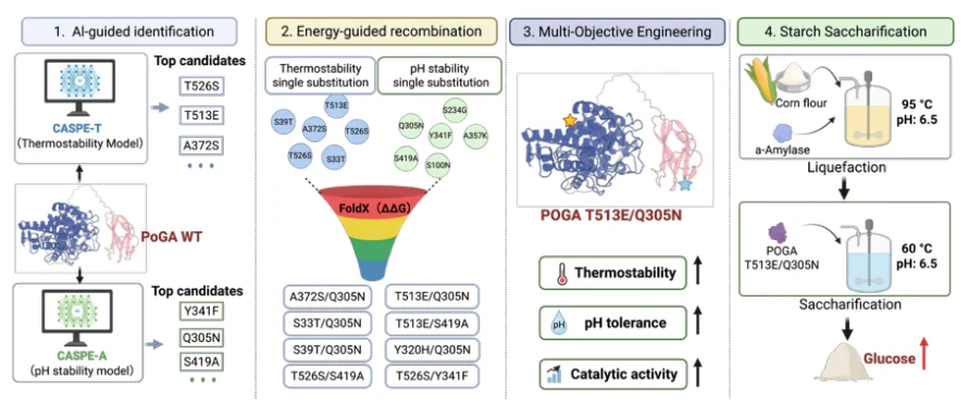 Graphical abstract (TOC graphical summary) from AI-Guided Multi-Objective Engineering of Glucoamylase Enables Acidification-Free Starch Saccharification