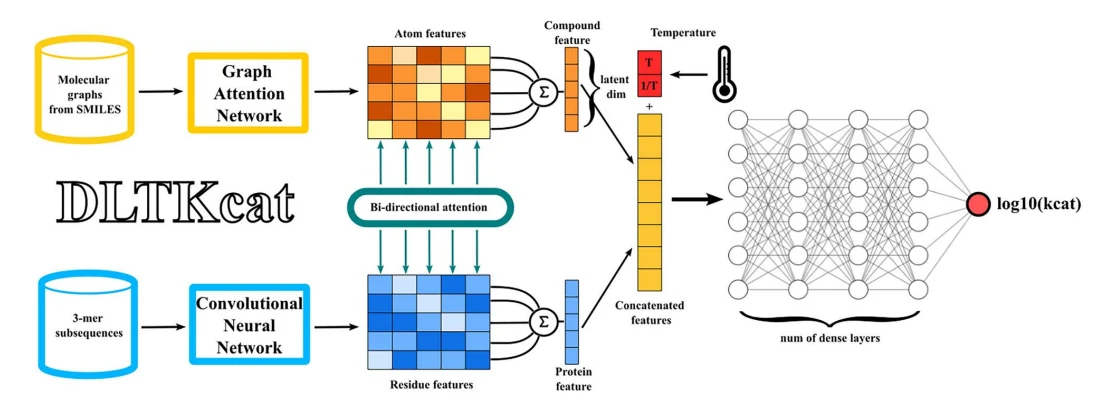 Figure 1 from DLTKcat: deep learning-based prediction of temperature-dependent enzyme turnover rates