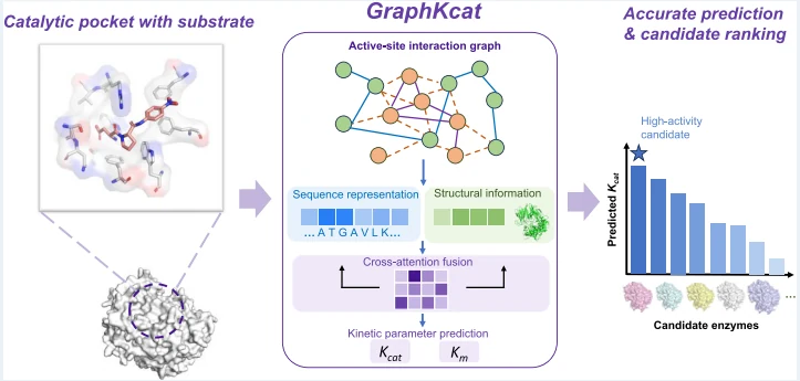 Graphical abstract from Enzyme Kinetic Parameter Prediction via Catalytic Pocket-Augmented Machine Learning