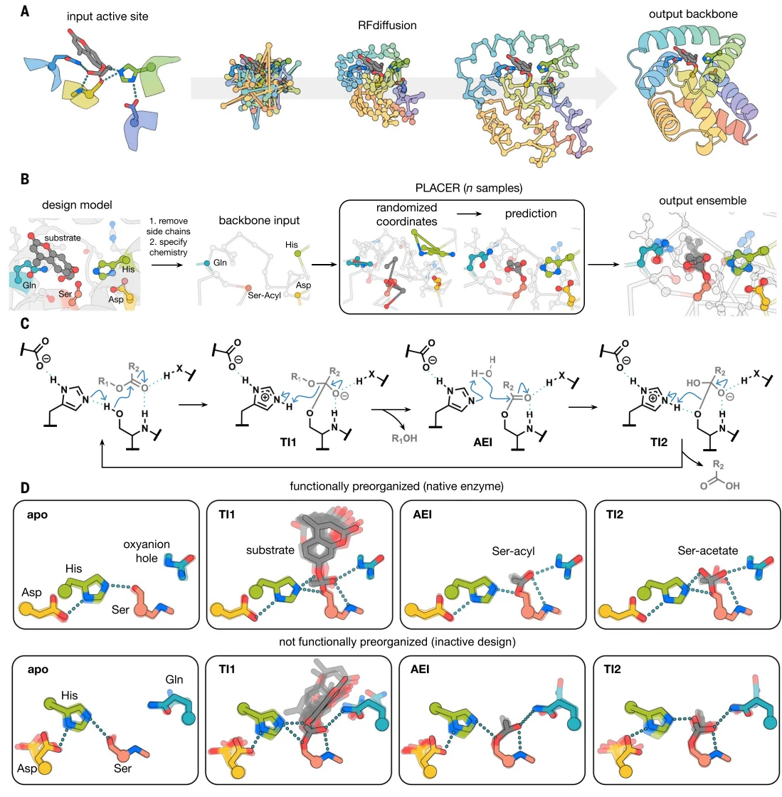 Figure 1 from Computational design of serine hydrolases