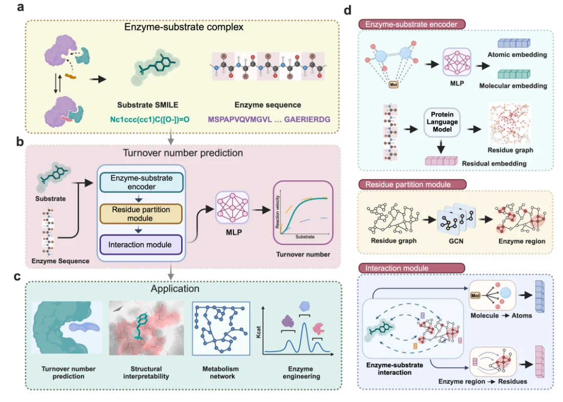 Figure 1 from KcatNet: A Geometric Deep Learning Framework for Genome-Wide Prediction of Enzyme Catalytic Efficiency