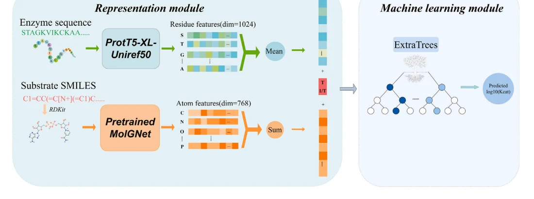 Figure 1 from PreTKcat: A pre-trained representation learning and machine learning framework for predicting enzyme turnover number