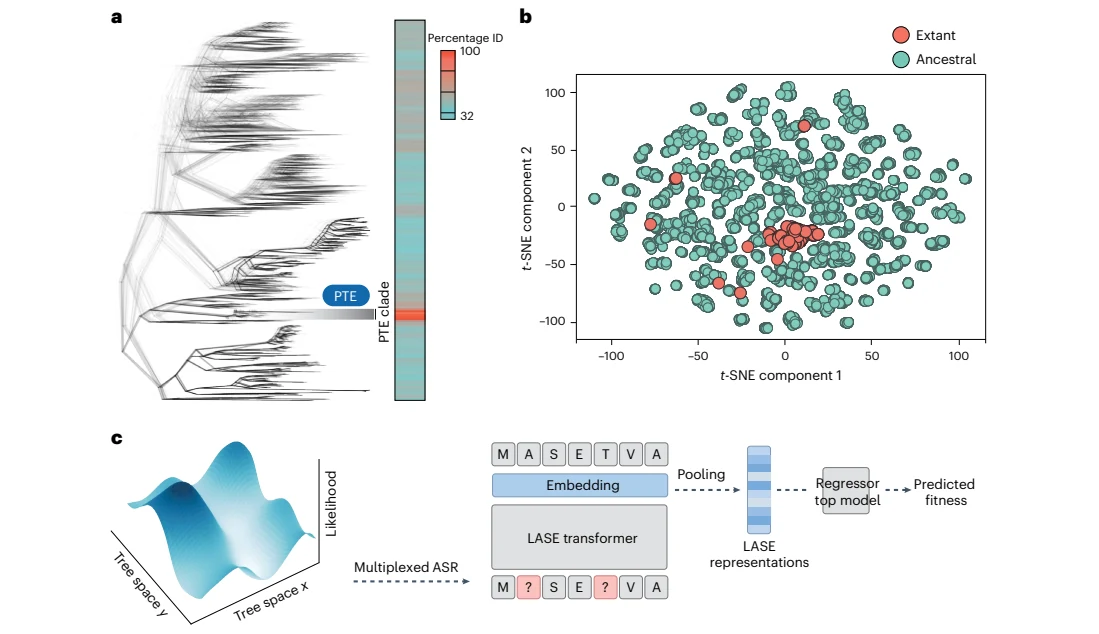Figure 1 from Leveraging ancestral sequence reconstruction for protein representation learning