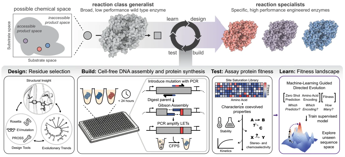 Figure 1 from Accelerated enzyme engineering by machine-learning guided cell-free expression