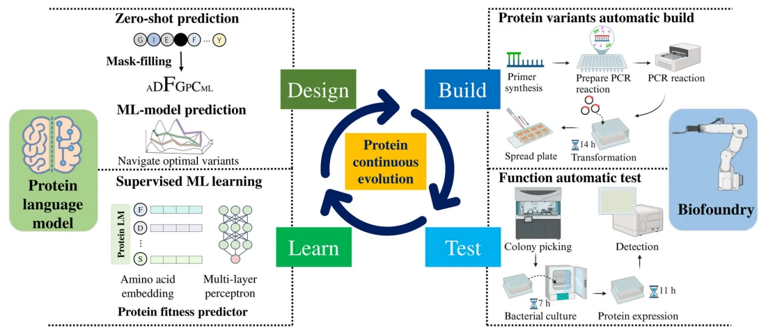 Figure 1 from Integrating protein language models and automatic biofoundry for enhanced protein evolution