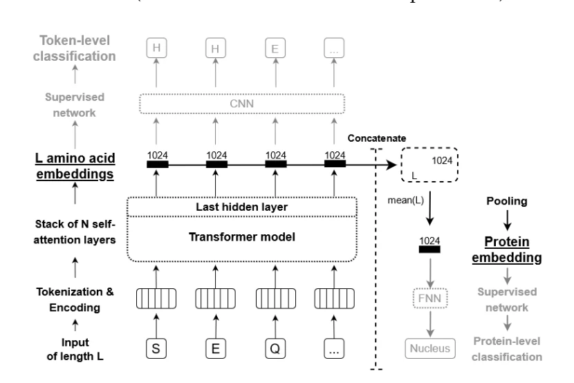 Figure 1 from ProtTrans: Towards Cracking the Language of Life’s Code Through Self-Supervised Learning