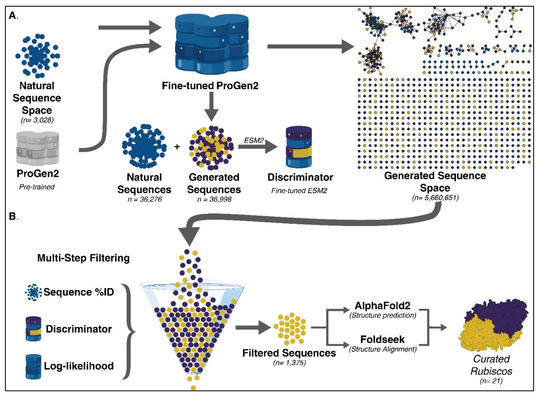 Figure 1 from De novo Rubisco design with protein language models: RubisGen pipeline from protein sequence generation through discriminator scoring and multistep filtering to candidate Rubiscos.