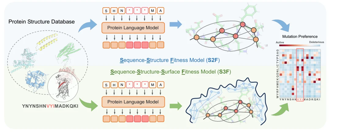 Figure 1 from Multi-Scale Representation Learning for Protein Fitness Prediction