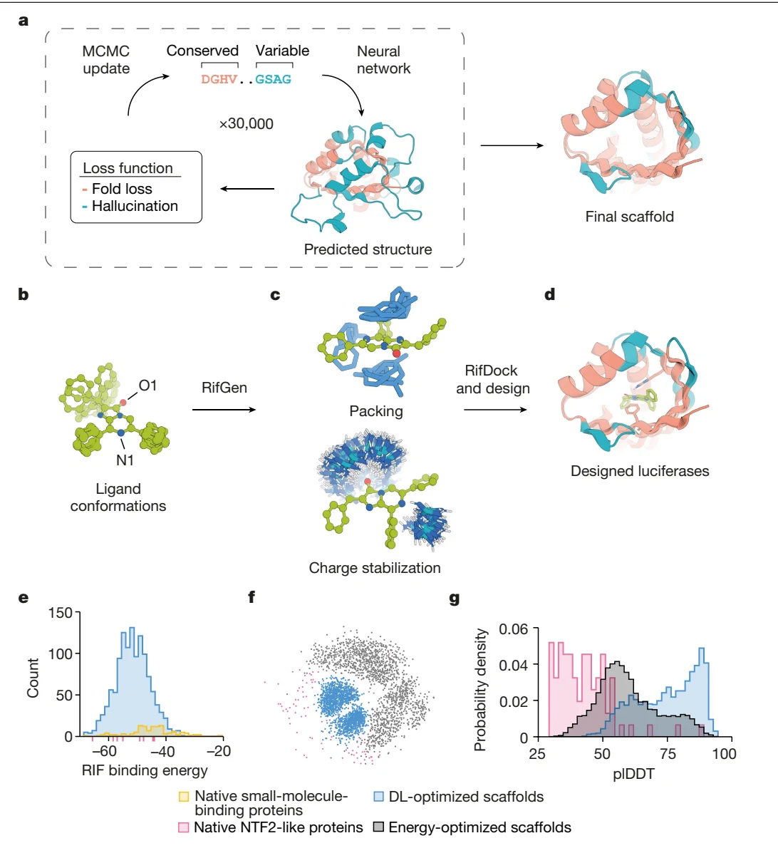 Figure 1 from De novo design of luciferases using deep learning