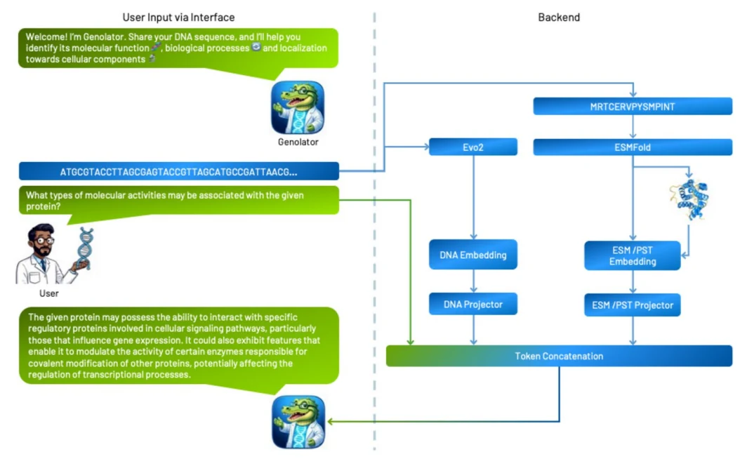 Figure 1 from Genolator enables protein function interpretation using a multimodal large language model fusing genomic and structural interpretation with natural language interaction: Genolator user query interface alongside the backend process that analyzes a supplied DNA sequence.
