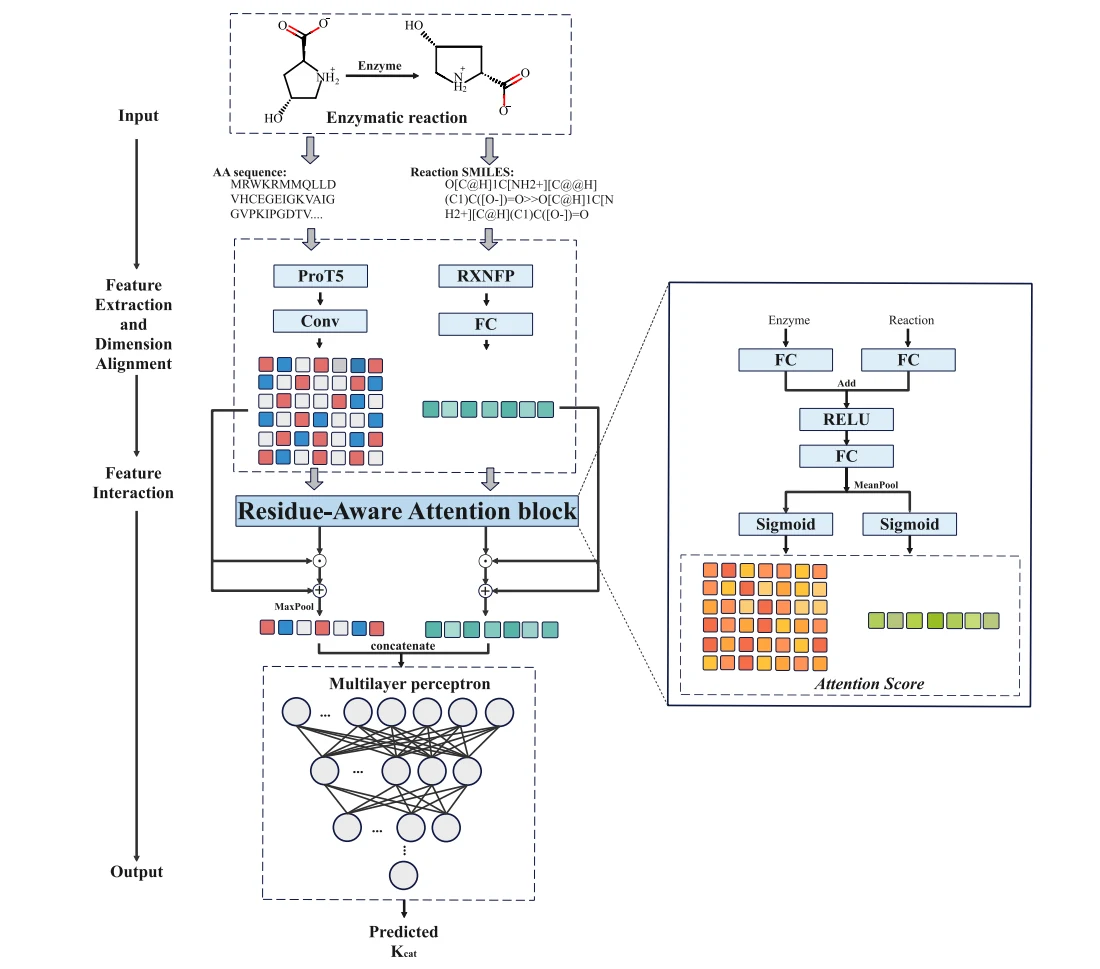 Figure 1 from Enhancing kcat prediction through residue-aware attention mechanism and pre-trained representations
