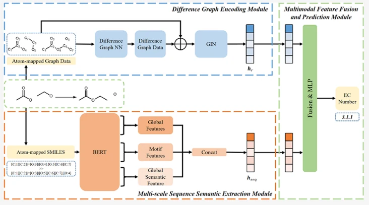 Graphical abstract from GMSF: A Dual-PathMultimodal Framework for EnzymeFunction Prediction via Difference Graph Encoding and Multiscale SemanticFusion: Dual-path diagram combining reaction-graph differences and reaction-sequence features for enzyme function prediction.