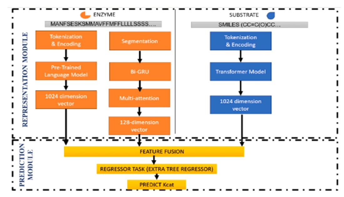 Figure 1 from A deep learning multi-attention Bi-GRU framework for kcat prediction with segmentation-based insights
