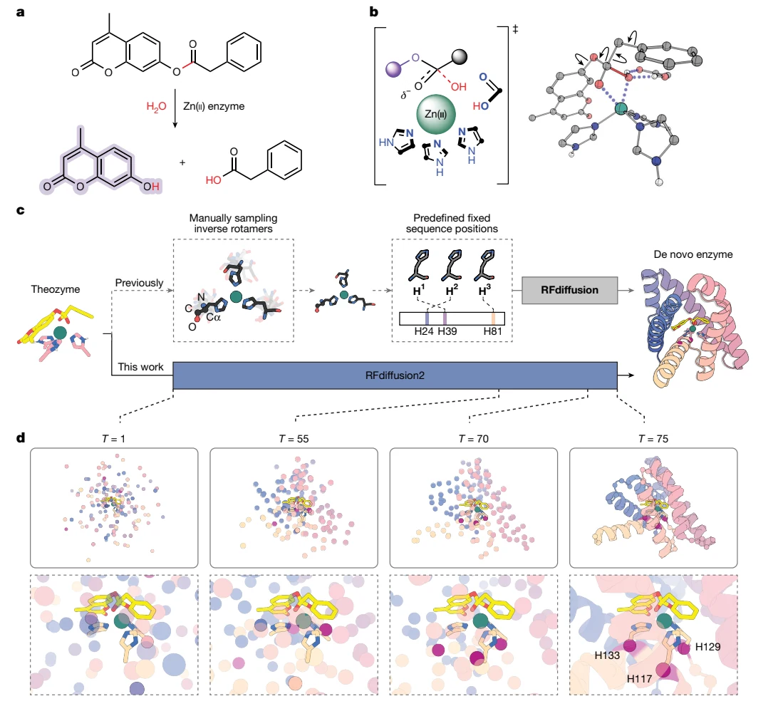 Figure 1 from Computational design of metallohydrolases