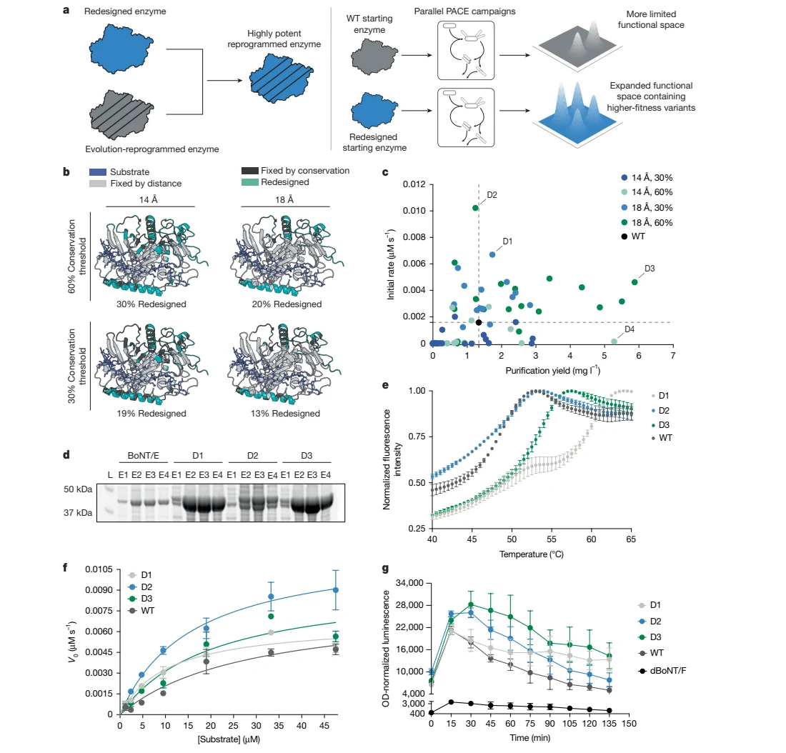 Figure 1 from AI-redesigned starting points and outcomes enhance protein evolution