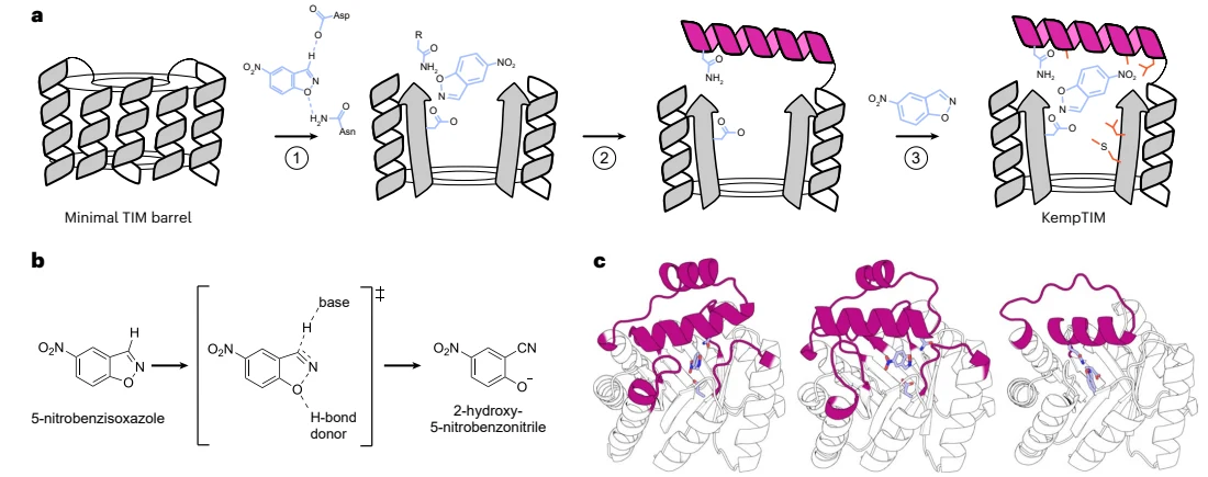 Figure 1 from Customizing the structure of minimal TIM barrels to craft efficient de novo enzymes