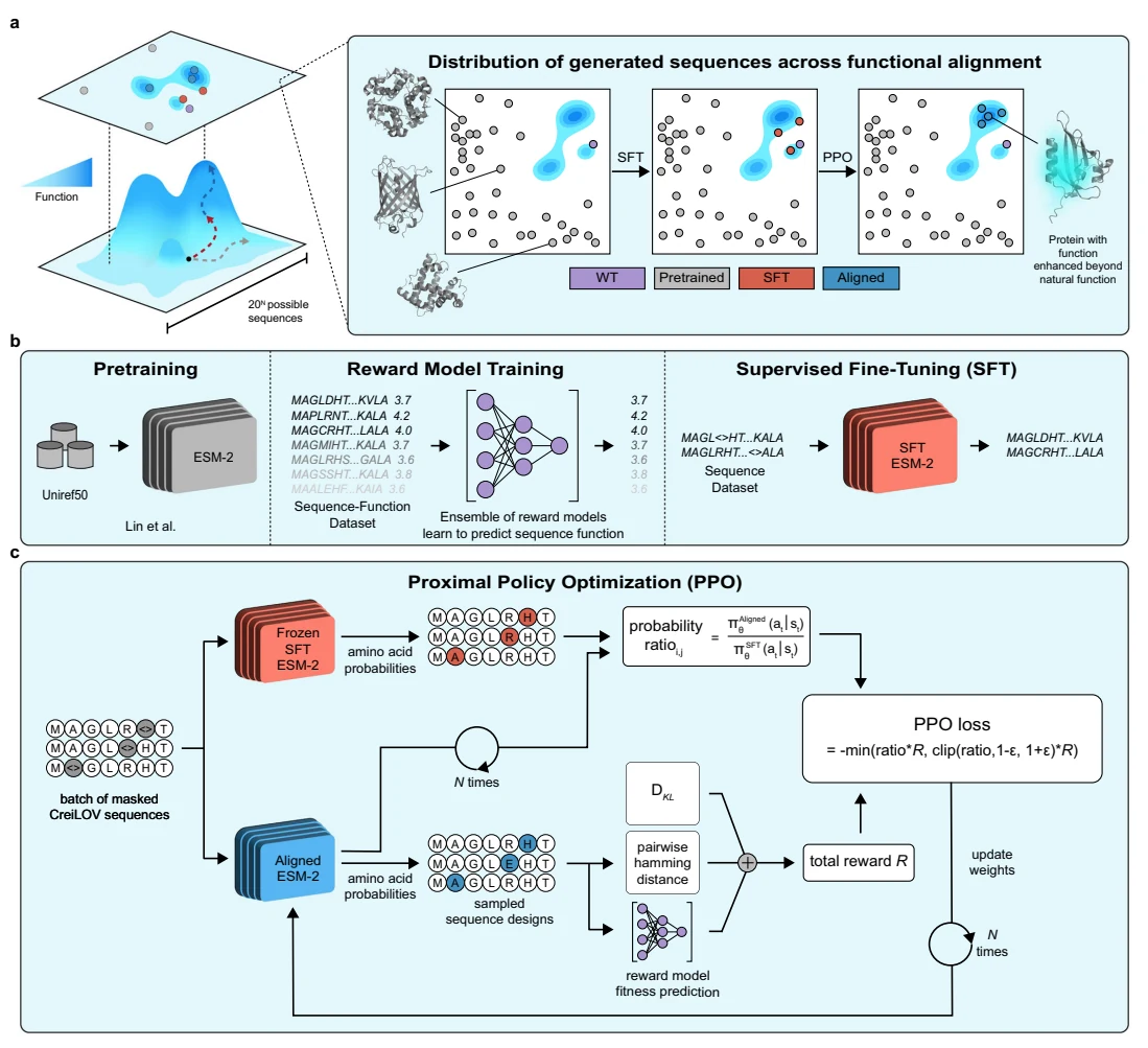 Figure 1 from Functional alignment of protein language models via reinforcement learning: Three-panel schematic of reinforcement learning from experimental feedback to align protein language models with measured function.