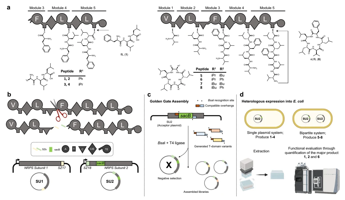 Figure 1 from Generative AI designs functional thiolation domains for reprogramming non-ribosomal peptide synthetases: Multi-panel diagram of modular non-ribosomal peptide synthetase thiolation-domain exchange and peptide production.