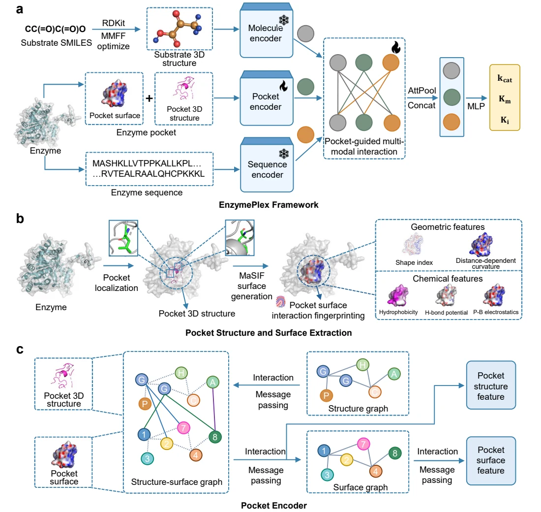 Figure 1 from Functional Locality–Aligned Learning Reveals Structure–Function Causality in Enzyme Kinetics