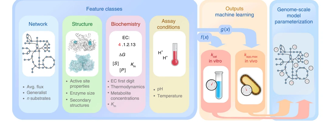Figure 1 from Machine learning applied to enzyme turnover numbers reveals protein structural correlates and improves metabolic models