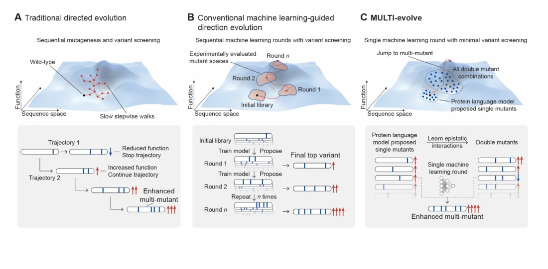 Figure 1 from Rapid directed evolution guided by protein language models and epistatic interactions
