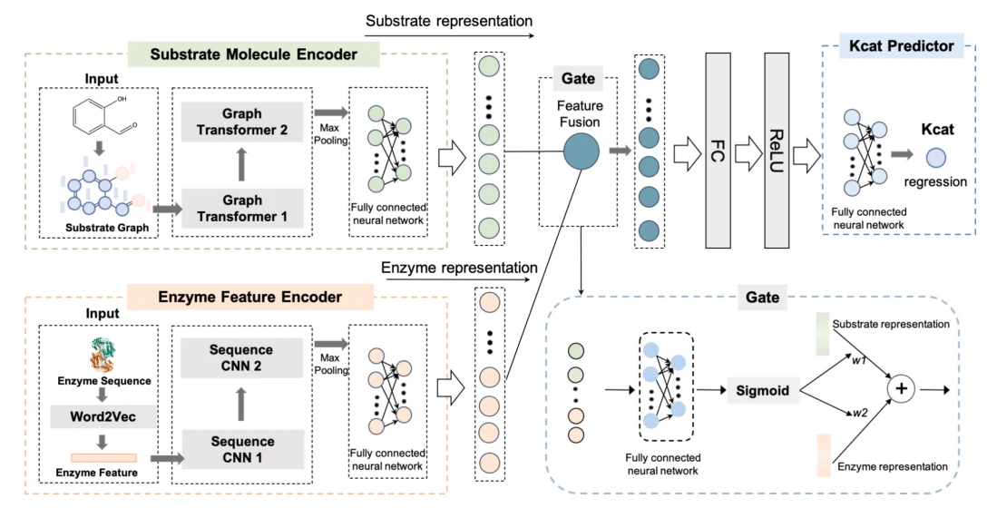 Figure 1 from A novel interpretability framework for enzyme turnover number prediction boosted by pre-trained enzyme embeddings and adaptive gate network