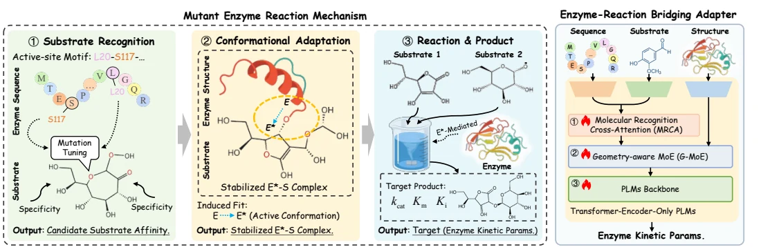 Figure 1 from Multimodal Protein Language Models for Enzyme Kinetic Parameters: From Substrate Recognition to Conformational Adaptation