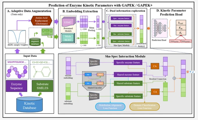 Graphical abstract from GAPEK: A General Framework for Multiparameter Enzyme Kinetic Prediction with Adaptive Learning: Graphical overview linking data augmentation, embedding extraction, feature processing, and the prediction model.