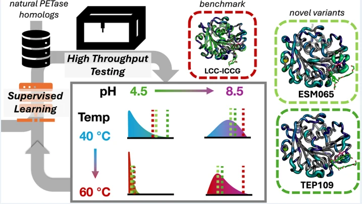 Graphical abstract from Machine Learning-Guided Identification of PET Hydrolases from Natural Diversity