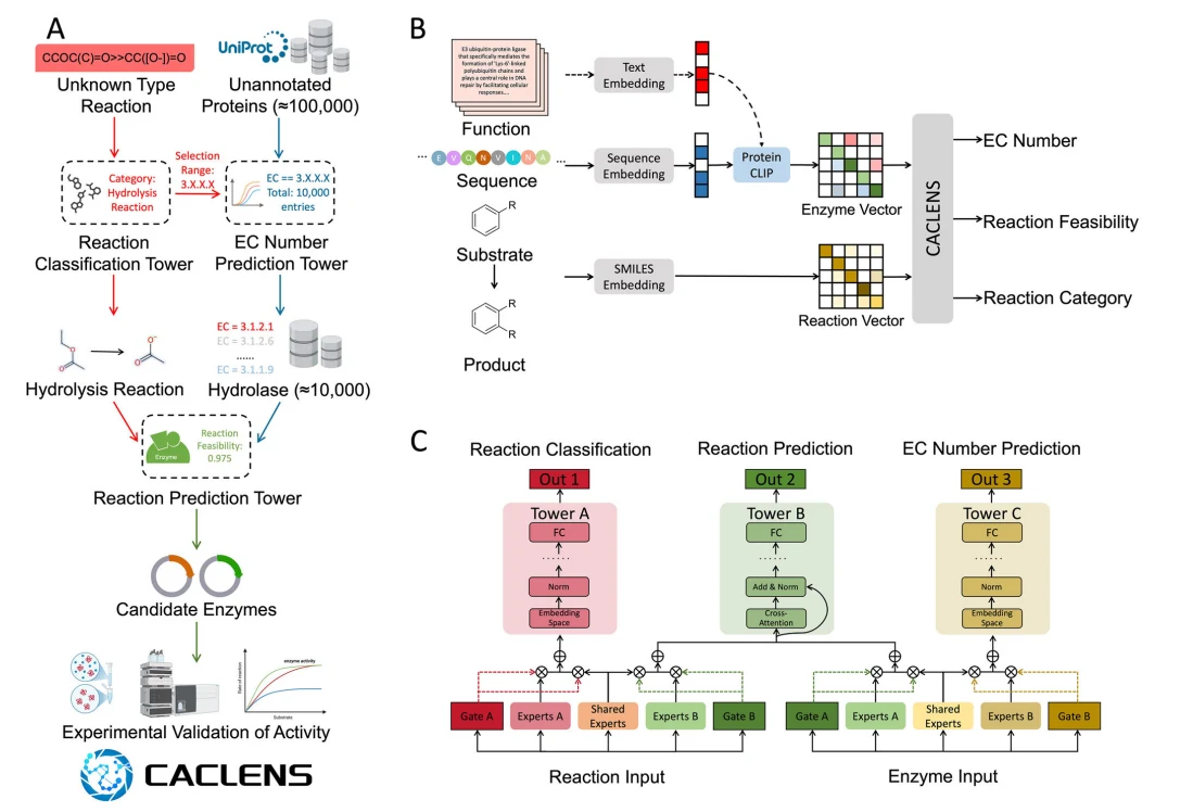 Figure 1 from CACLENS: A Multitask Deep Learning System for Enzyme Discovery