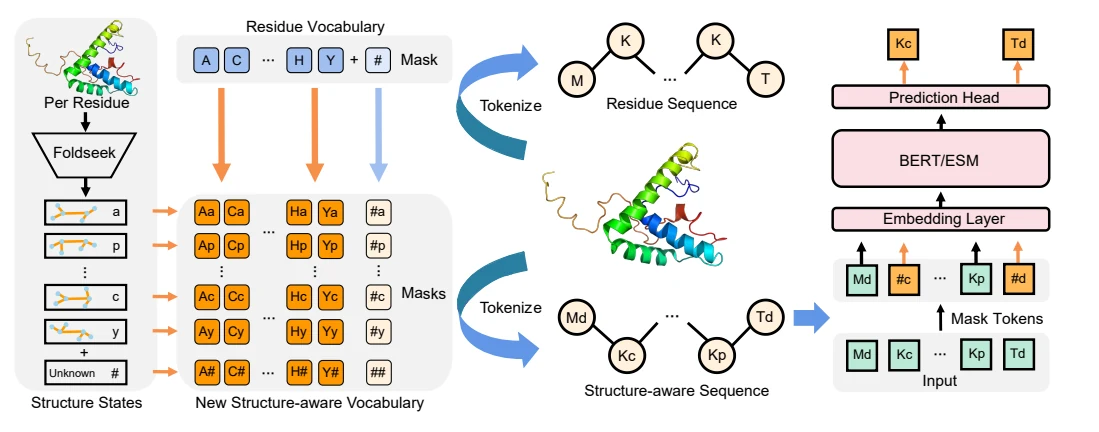 Figure 1 from SaProt: Protein Language Modeling with Structure-aware Vocabulary