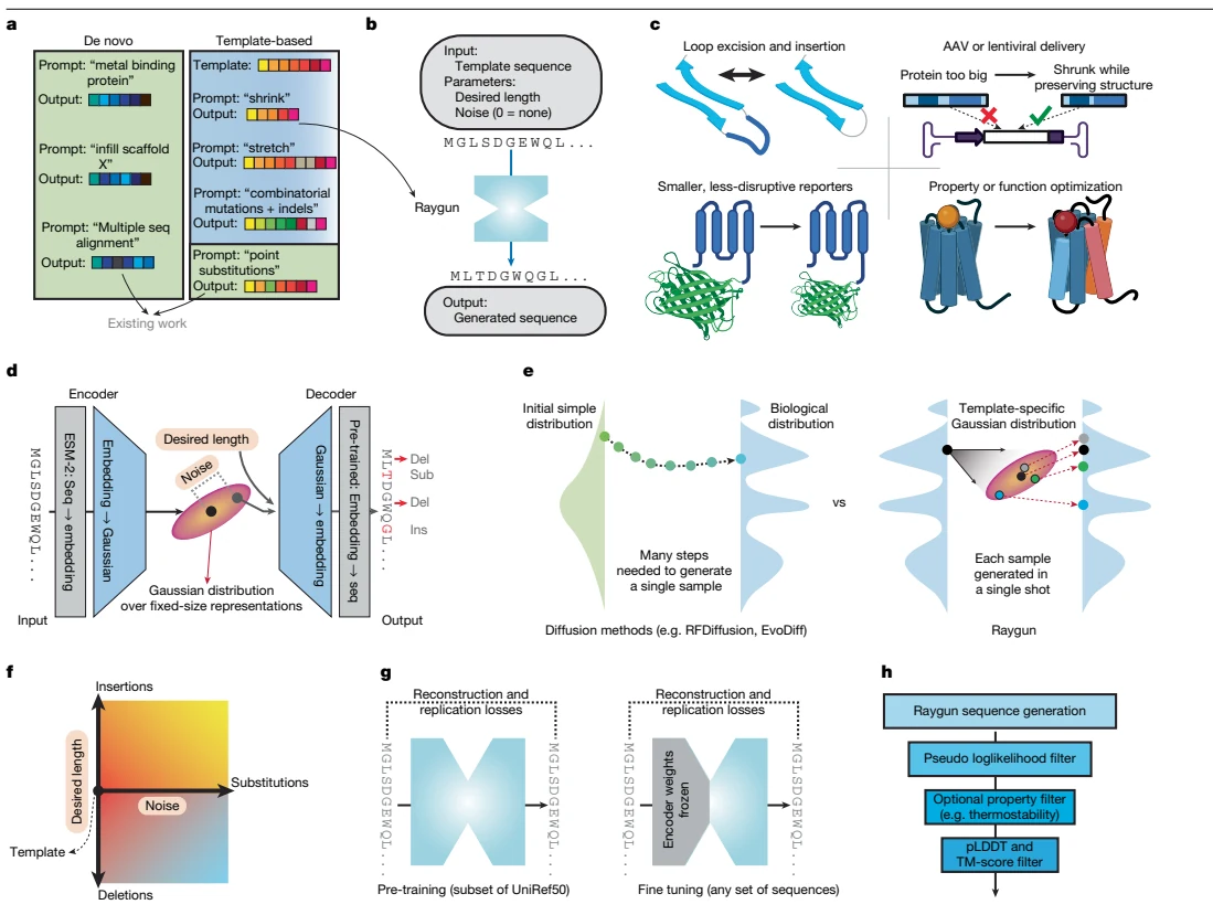 Figure 1 from Miniaturizing and modifying natural proteins with Raygun