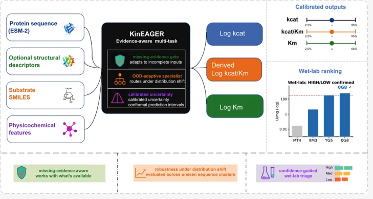 Graphical abstract from KinEAGER: An Evidence-AwareMultitask Model with CalibratedUncertainty for Enzyme Kinetics Prediction: Graphical overview of the evidence-aware model, protein and ligand inputs, kinetic outputs, and validation categories.
