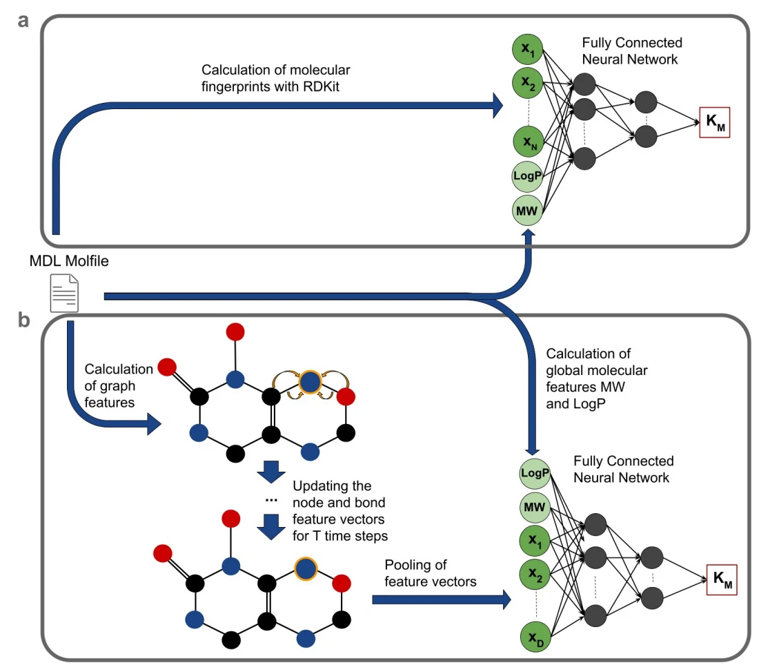 Figure 1 from Deep learning allows genome-scale prediction of Michaelis constants from structural features