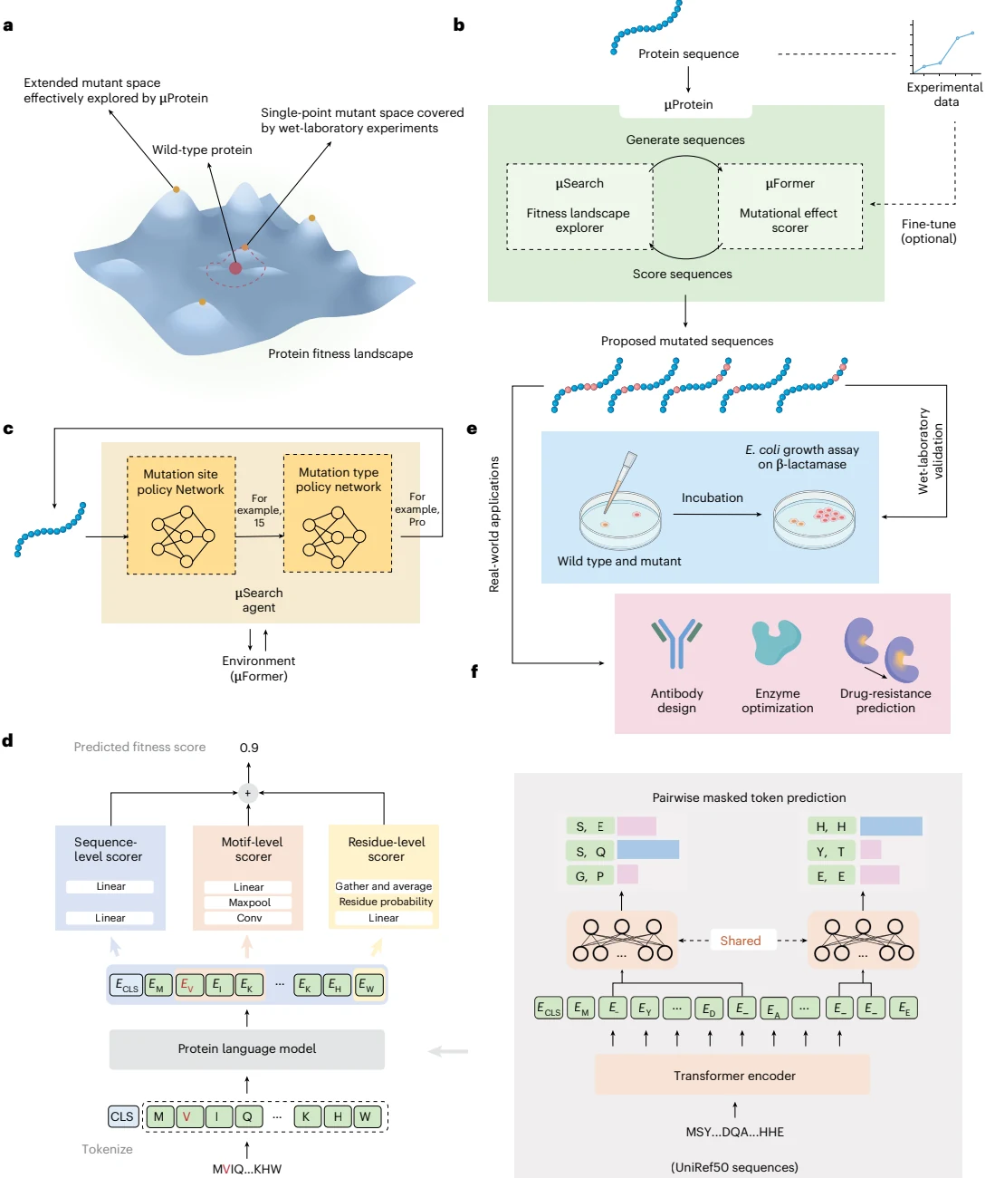 Figure 1 from Accelerating protein engineering with fitness landscape modelling and reinforcement learning