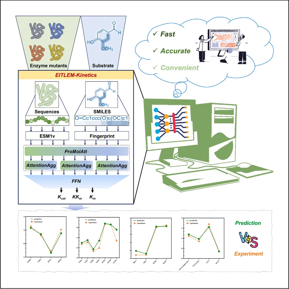 Graphical abstract from EITLEM-Kinetics: A deep-learning framework for kinetic parameter prediction of mutant enzymes