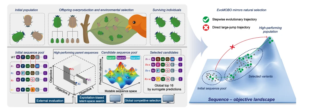 Figure 1 from Evolution-inspired multi-objective Bayesian optimization for protein engineering