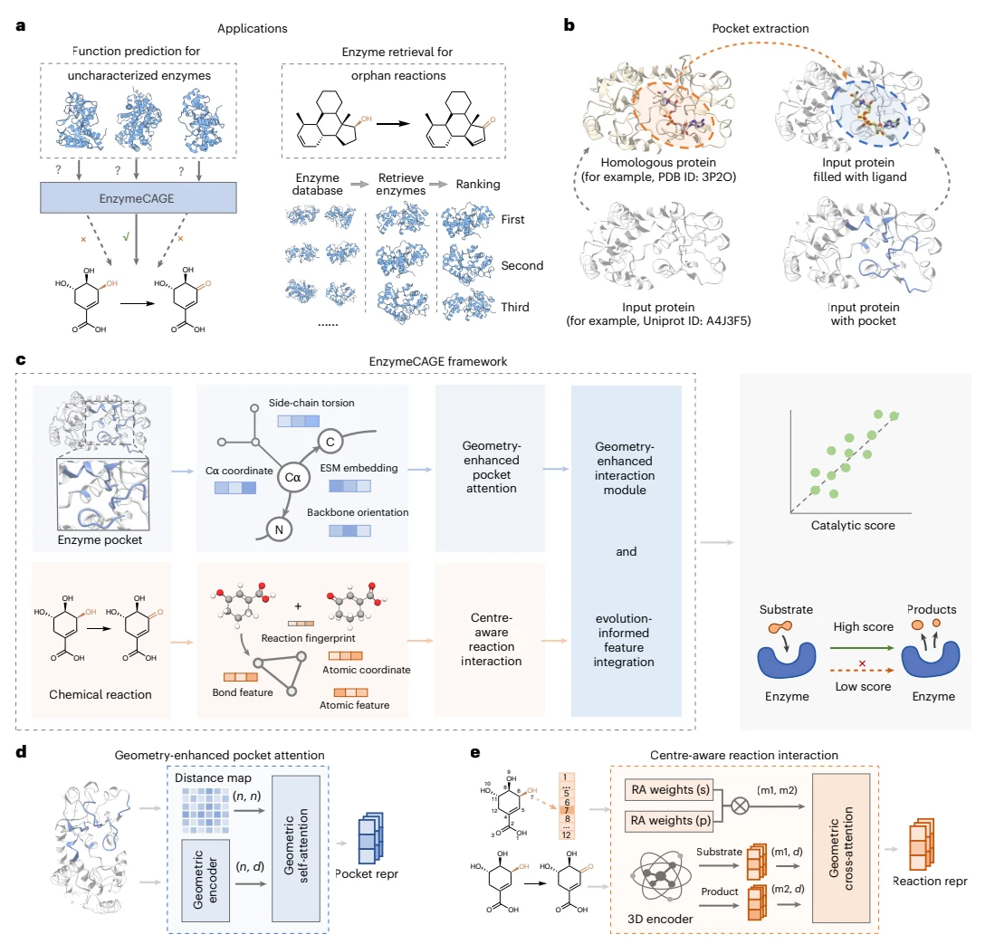 Figure 1 from A geometric foundation model for enzyme retrieval with evolutionary insights