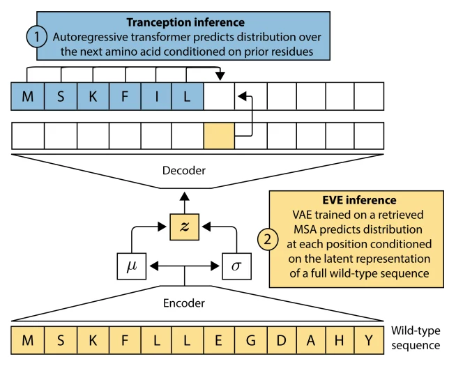 Figure 1 from TranceptEVE: Combining Family-specific and Family-agnostic Models of Protein Sequences for Improved Fitness Prediction