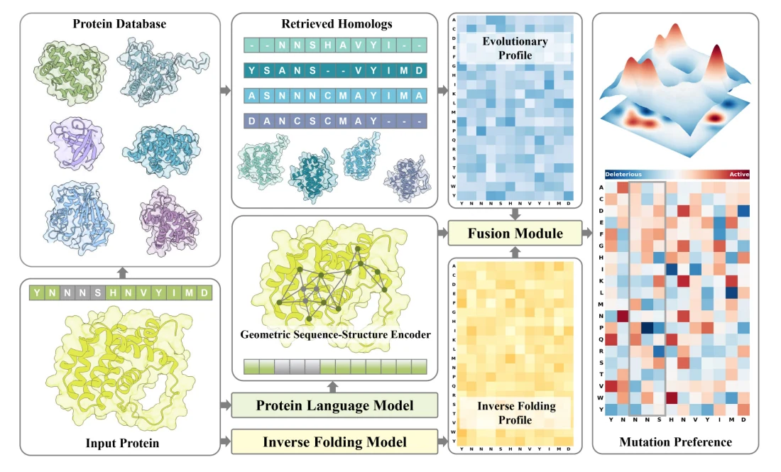 Figure 1 from Evolutionary profiles for protein fitness prediction