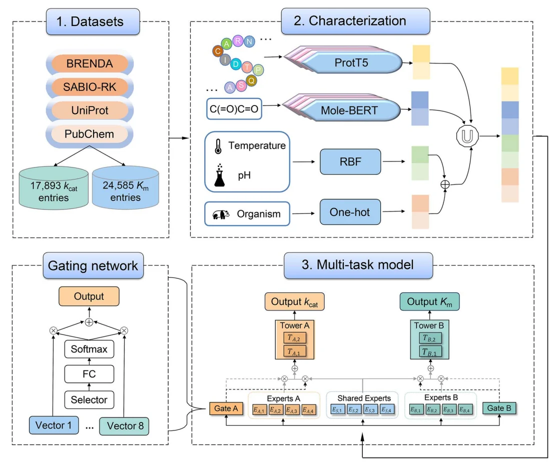 Figure 1 from MPEK: a multitask deep learning framework based on pretrained language models for enzymatic reaction kinetic parameters prediction